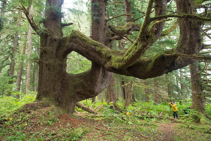 Berühmter, alter Fichtenbaum auf Admiralty Island - Old Growth Spruce Tree