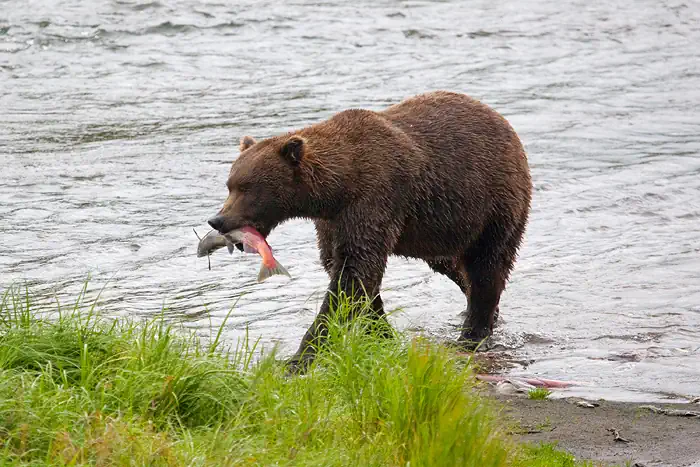 Grizzly mit einem gefangenen Lachs