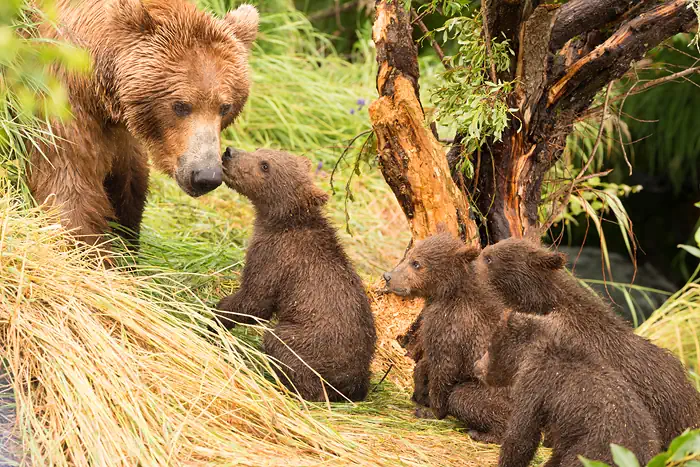 Braunbären im Katmai-Nationalpark in Alaska