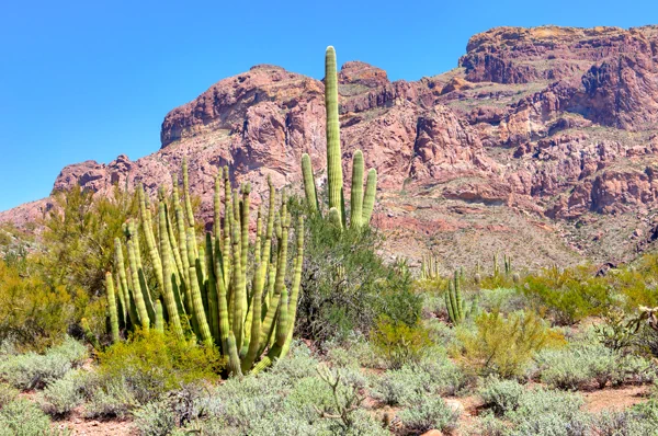 Organ Pipe Cactus National Monument - Orgelpfeifenkaktus