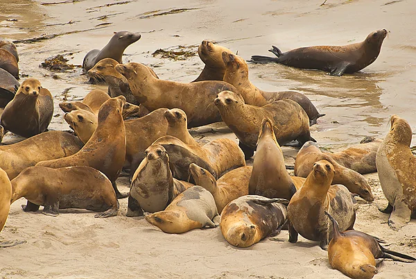 Kalifornische Seelöwen am Strand