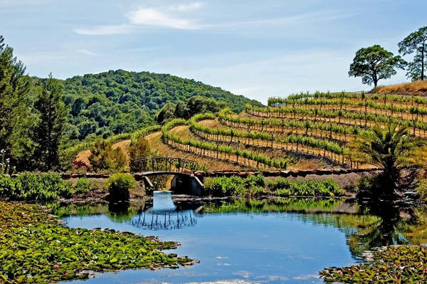 Weinanbau Gold Country