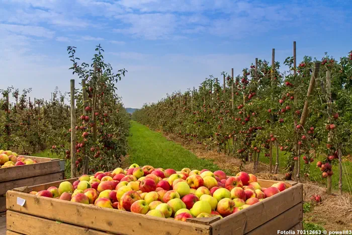 Obstplantage - Altes Land Hamburg