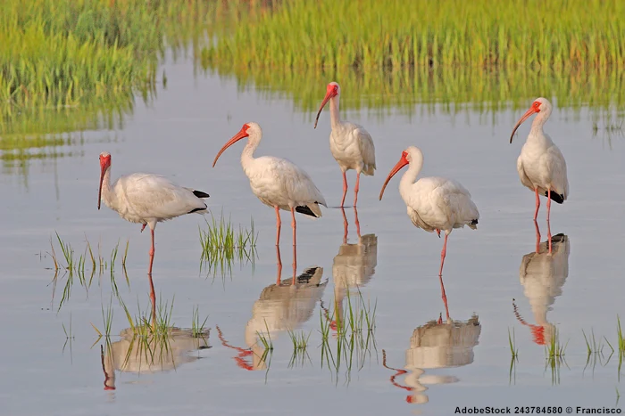 Eudocimus albus - De Soto - Florida