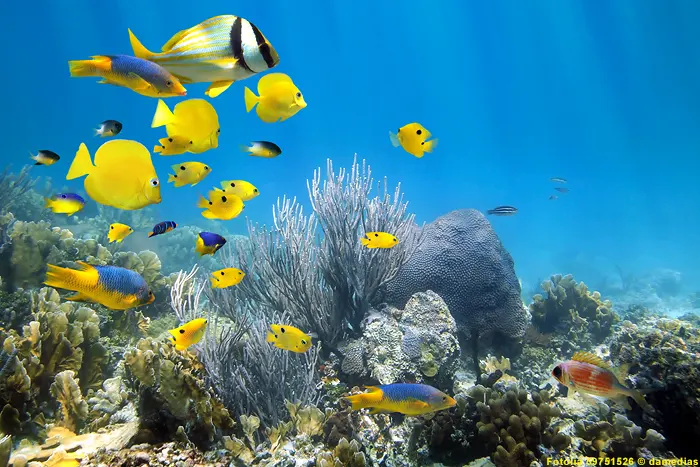 Fische und Korallen im Biscayne-Nationalpark