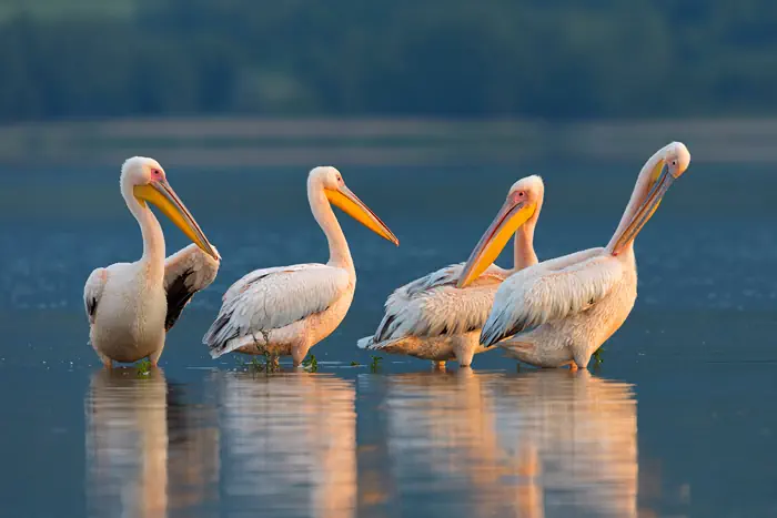 Pelikane im Kerkini Lake - Makedonien