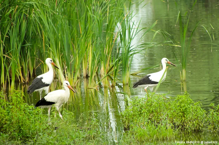 Weißstörche im Evros-Delta - Thrakien