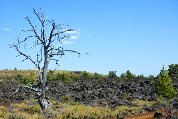 Abgestorbener Baum am Lavafeld