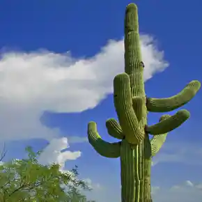 Saguaro Kaktus