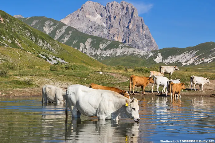 Abruzzischen Apennin Gran Sasso - Pietranzoni-Bergsee mit Rindern