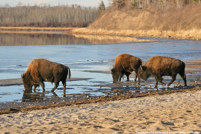 Bisons im Elk-Island-Nationalpark in Kanada