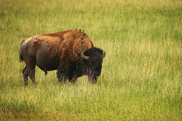 Bison beim Grasen