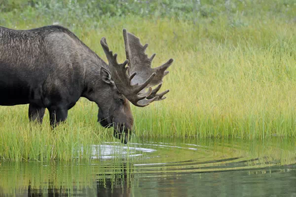 Elch trinkt Wasser aus See