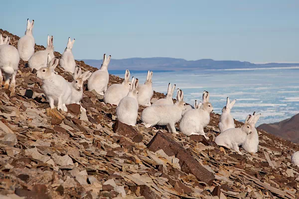 Eine Gruppe Polarhasen in der Arktis