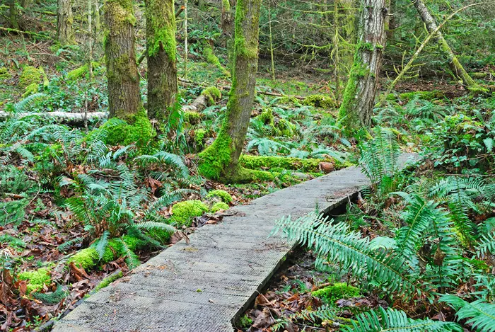 Gulf-Islands-Nationalpark - Rainforest-Trail