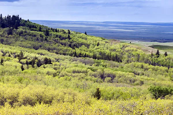 Waldbestand im Grasslands-Nationalpark