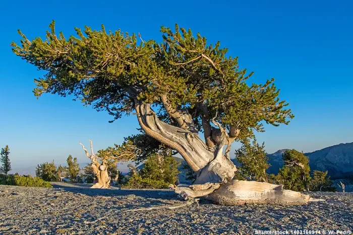 Borstenkiefer - Pinus Longaeva - im Great-Basin-Nationalpark