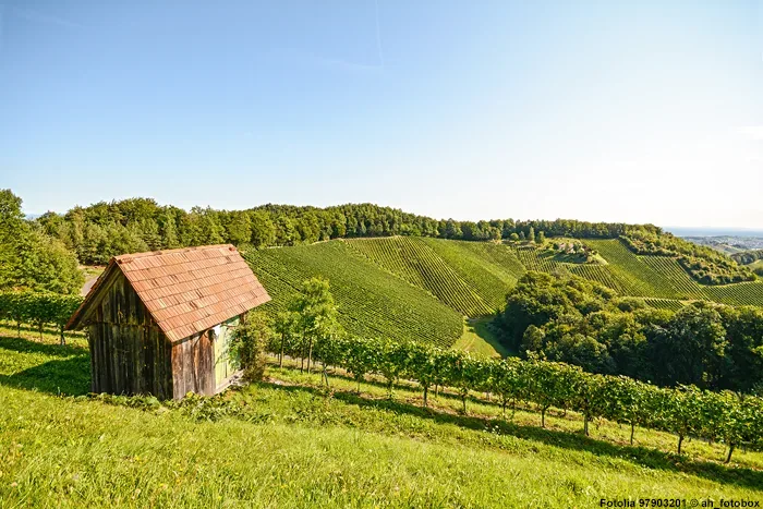 Weinbau, Weinreben in der Steiermark