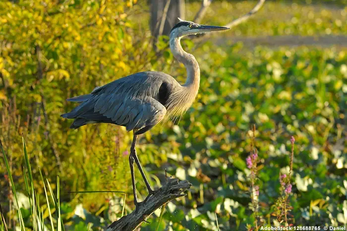 Blue Heron - Cuyahoga Valley National Park