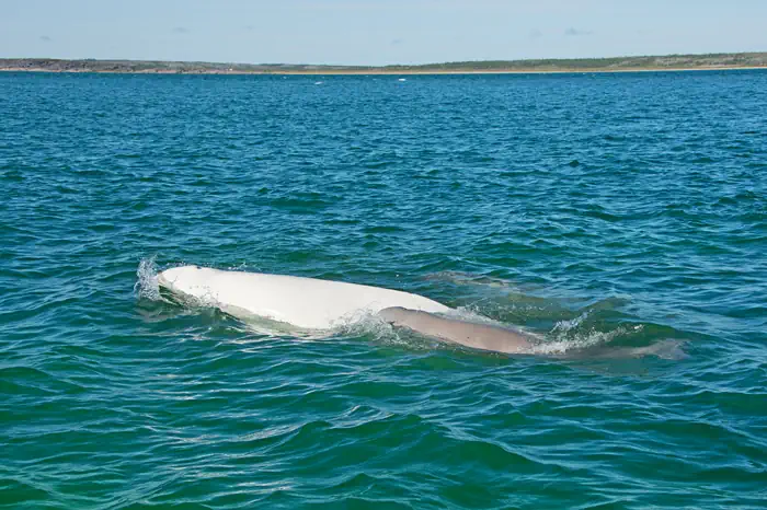 Beluga-Wal am Churchill River