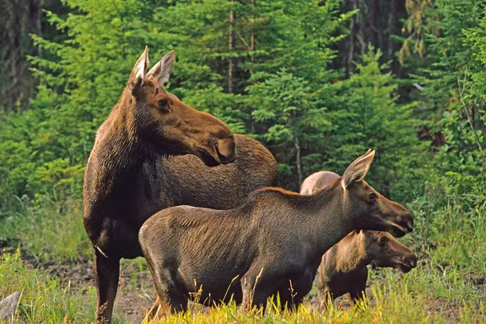 Elchfamilie in den Wäldern von British Columbia