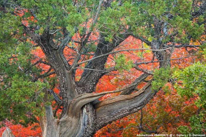 Herbstzeit in den Wäldern - Guadalupe Mountains Texas